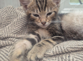 Savannah x kittens