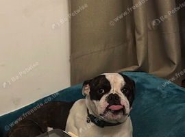 Bulldog mix with Boston terrier