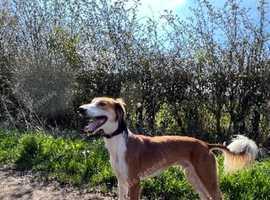 Saluki stud dog