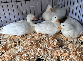 White Call ducks