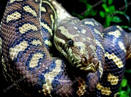 Two female carpet pythons