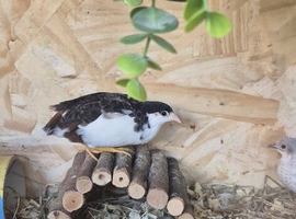 Tuxedo male quail