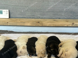 German Shepherd Puppies, Straight backed.