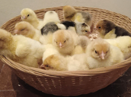 Chicks for sale