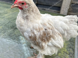 Pekin Bantams