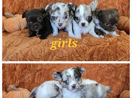 Long haired Chocolate & Chocolate Merle puppies