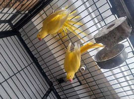 Lutino ringnecks