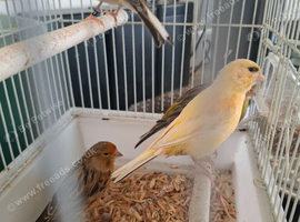 Canaries females and male's
