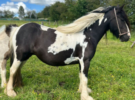 Mare in foal 2027 with foal at foot 3in1