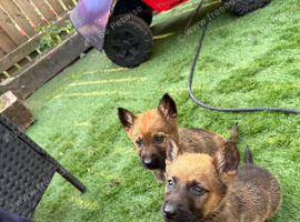 Czech  shepherd puppies