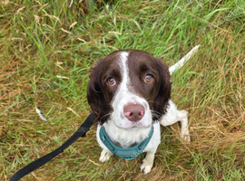 2yr Old Female Springer Spaniel