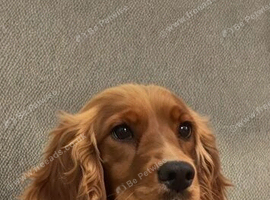 4 beautiful puppies ready for there forever home