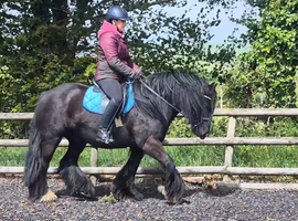 Family pony, pony club/riding club