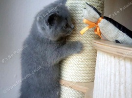 British shorthair kittens