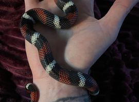 Tricolour hognose