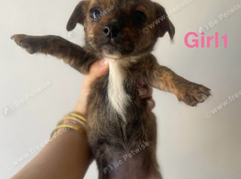 5 Adorable Yorkie Russels / Jackie Terriers