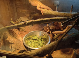 One female bearded dragon