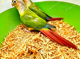 2 conures looking for new home