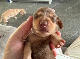 Miniature Dachshunds