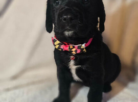 8 Stunning Springador Puppies
