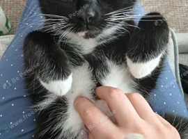 2 year old female for rehoming