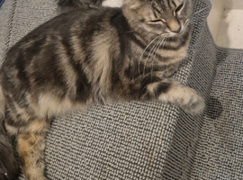 1 year old cat