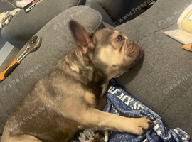 French bulldog