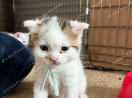 White and grey kitten