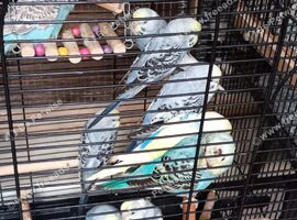 Baby budgies