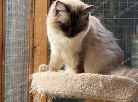RAGDOLL SEAL POINT FOR SALE