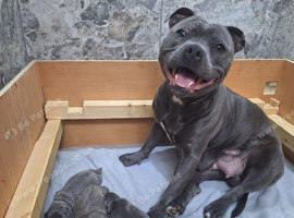KC Reg-Blue Puppies! Only 1 girl available