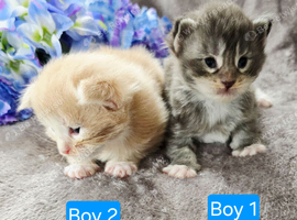 Kittens ready 17/10/26