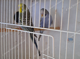 Pair of female budgies