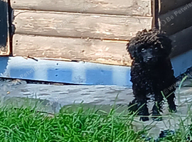 Kc registered prcd pra clear toy poodle