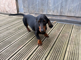 Milo 7month old dutchhund