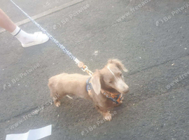 Miniature Isabella dachshund boy