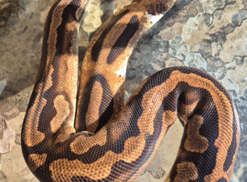 Low white Pied female ball python for sale