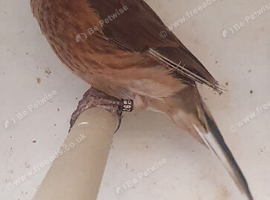 Pair of linnets 26 ring