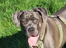 8 month gold girl cane corso