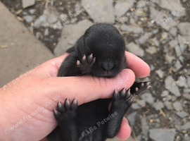 Havana baby bunnies