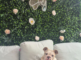 English bull dog