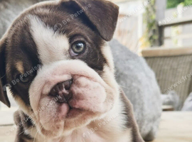 Kc top bloodline British bulldogs