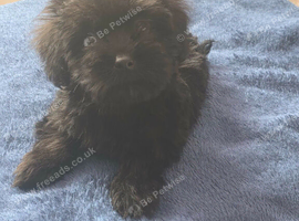 Cockapoo puppy