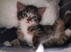 2 male gorgeous kittens looking for forever homes