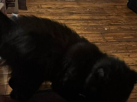 Black cat for sale