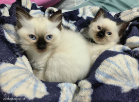 Gorgeous fluffy kittens