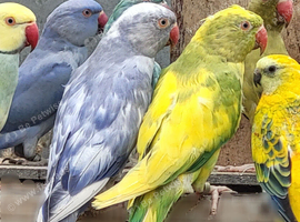 Breeding & pet Mutation Indian Ringneck Parrots