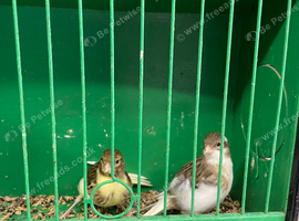 5 Young Fife Canaries