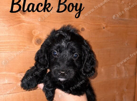 Stunning cockapoo puppies!