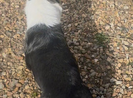 Two Cardigan corgi Females